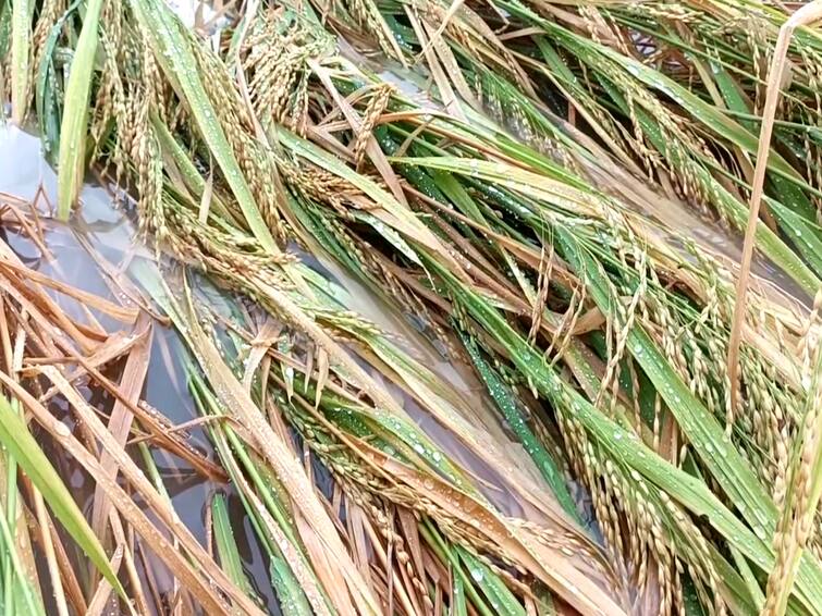 Mayiladuthurai district Paddy Crops affected heavy rain TNN மழையால் சேதமான குறுவை - வேதனையில் மயிலாடுதுறை மாவட்ட விவசாயிகள்