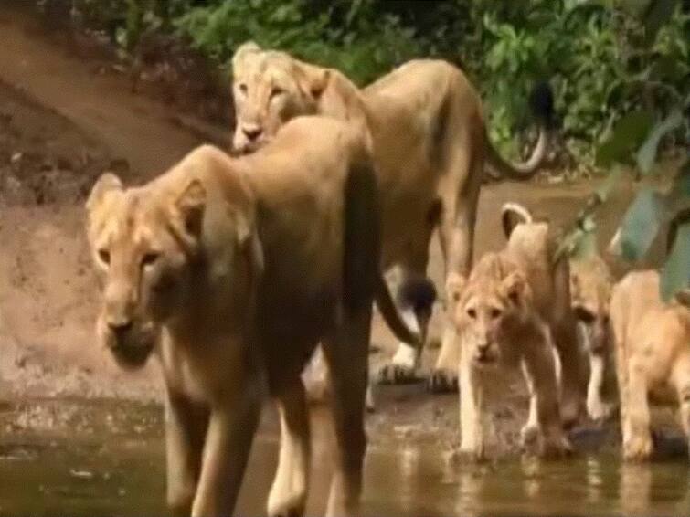 On World Lion Day Video Of A Pride Of Lions Goes Viral On World Lion Day, Video Of A Pride Of Lions Goes Viral. It's Incredible