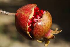 Pomegranate: ত্বক ও চুলের যত্ন নেয়, কমায় হার্ট অ্যাকাটের ঝুঁকিও, রোজ পাতে বেদানা রাখছেন তো?