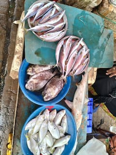 बांगडा, कोळंबी स्वस्त; सुरमाई, पापलेट महाग; जाणून घ्या माशांचे दर