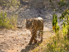 रणथंभौर से लाई गई बाघिन को रास आ रही मुकंदरा टाइगर रिजर्व की आबोहवा, पहले दिन किया शिकार