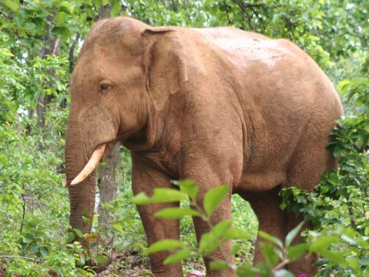 Chhattisgarh Barnawapara Sanctuary on World Elephant Day organized Online quiz participants get reward ann Chhattisgarh News: विश्व हाथी दिवस पर आयोजित होगा ऑनलाइन क्विज, भाग लेने वालों को मिलेंगे इनाम, जानें लास्ट डेट