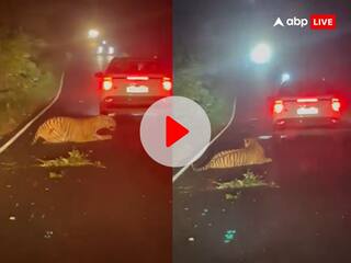 Maharashtra: गाड़ी ने मार दी बाघ को टक्कर, हो गई ऐसी हालत की नहीं होगा आंखों पर यकीन... Video Viral