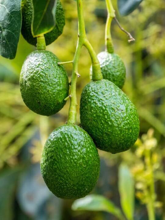 इस विदेशी फल की खेती कर कमाएं बंपर पैसा