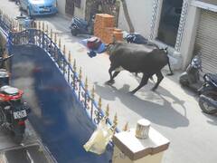 गली से गुजर रही बच्ची को गाय ने उठाकर फेंका, फिर सींग से मासूम पर किए कई वार