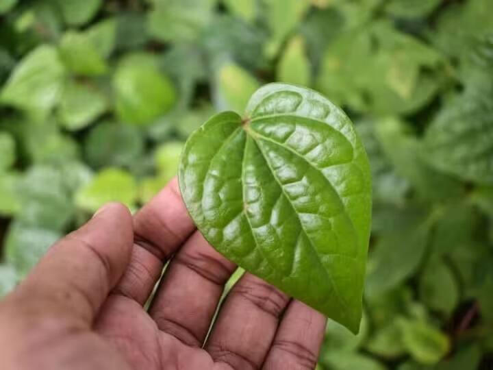 ઘણા લોકોને આ પાનથી એલર્જી થાય છે. આ સ્થિતિમાં પાનનું સેવન કરવાથી ખંજવાળ, ફોલ્લીઓ અને રેડનેસની સમસ્યા થઇ શકે છે. જો તમને પણ આ પાનથી આવી કોઈ એલર્જી હોય તો તરત જ ડૉક્ટરની સલાહ લો.