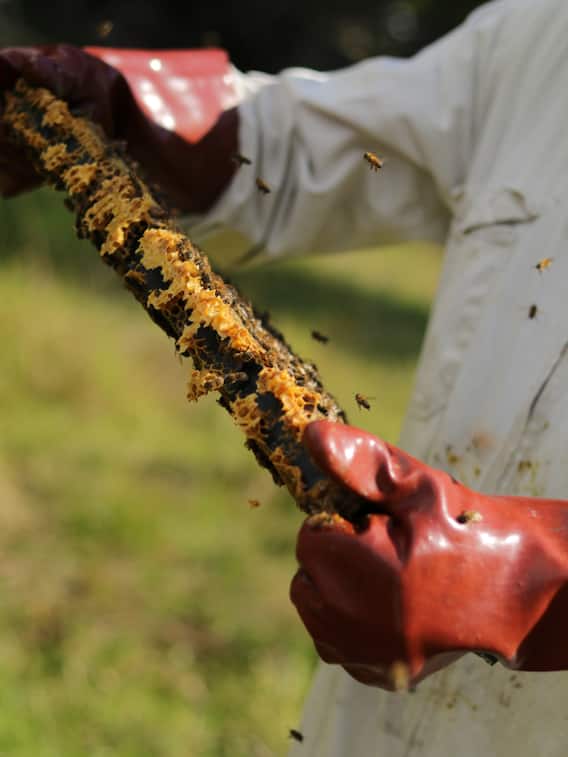 कृषि क्षेत्र में सबसे ज्यादा मुनाफा देते हैं ये व्यवसाय