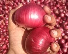 Onion : कांद्याला झळाळी येणार, शेतकऱ्यांना दिलासा मिळणार