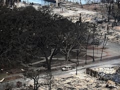 Hawaii Wildfire: Imported 150 Years Ago, 46-Trunk Indian Banyan Tree Battles For Survival