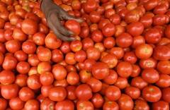 Tomato : टोमॅटोच्या दरात वाढ, नेपाळमधून भारतात टोमॅटोची आयात