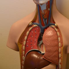 Hepatitis : দীর্ঘদিন ধরে কোনও ওষুধ খেলেও হতে পারে হেপাটাইটিস ! তাহলে উপায় ?