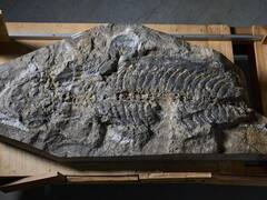 डायनासोर से पहले धरती पर मौजूद था खतरनाक दांत और दो सूंड वाला ये जीव