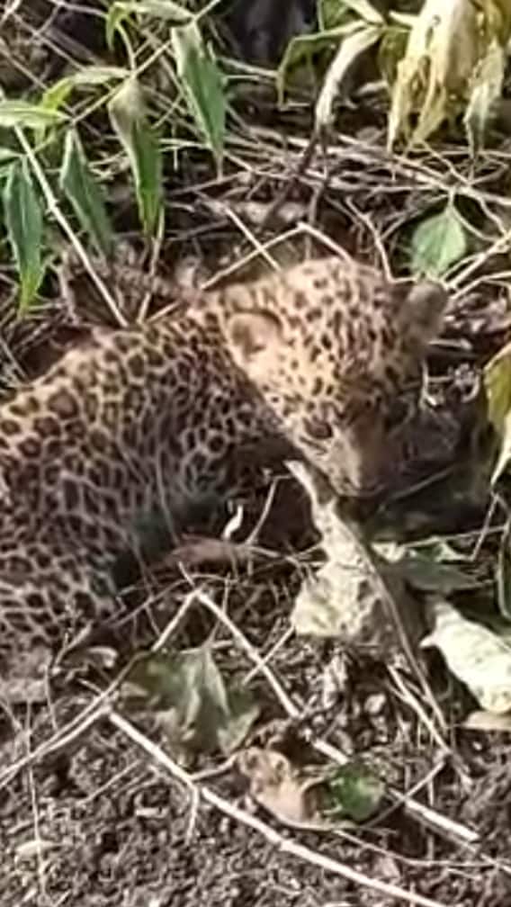 येवल्यात शेतात आढळला बिबट्याचा बछडा!