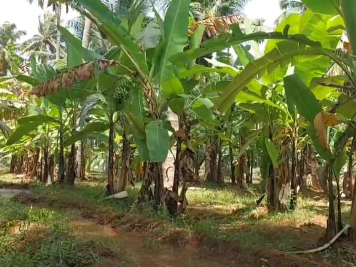 மட்டி வாழைக்கு புவிசார் குறியீடு.. விவசாயத்தை ஊக்குவிக்குமா அரசு.. காத்திருக்கும் விவசாயிகள்!