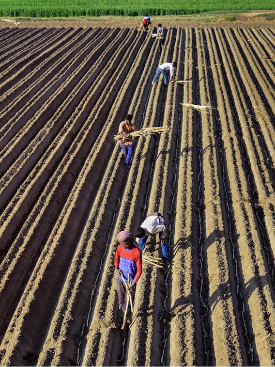 भारत में किसे मानते हैं सबसे ज्यादा उपजाऊ मिट्टी?