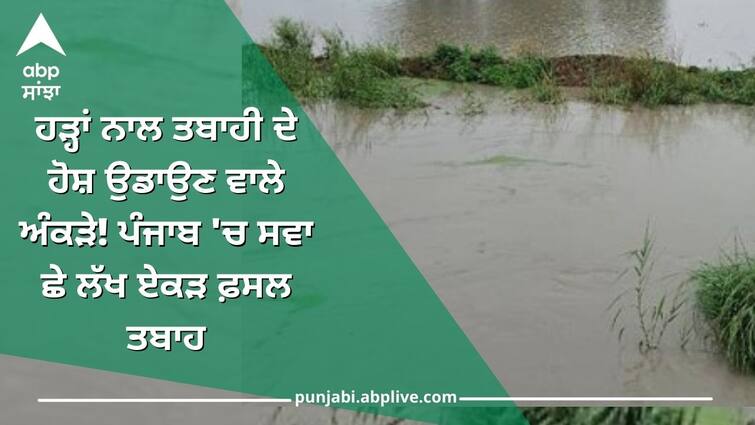 Mind-blowing statistics of flood disaster! Six and a half lakh acres of crops destroyed in Punjab Punjab News: ਹੜ੍ਹਾਂ ਨਾਲ ਤਬਾਹੀ ਦੇ ਹੋਸ਼ ਉਡਾਉਣ ਵਾਲੇ ਅੰਕੜੇ! ਪੰਜਾਬ 'ਚ ਸਵਾ ਛੇ ਲੱਖ ਏਕੜ ਫ਼ਸਲ ਤਬਾਹ