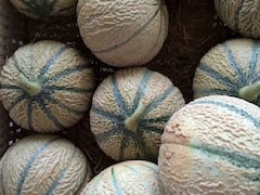 क्या सच में खरबूजा खरबूजे को देख कर रंग बदलता है? जानिए इसके पीछे की साइंस