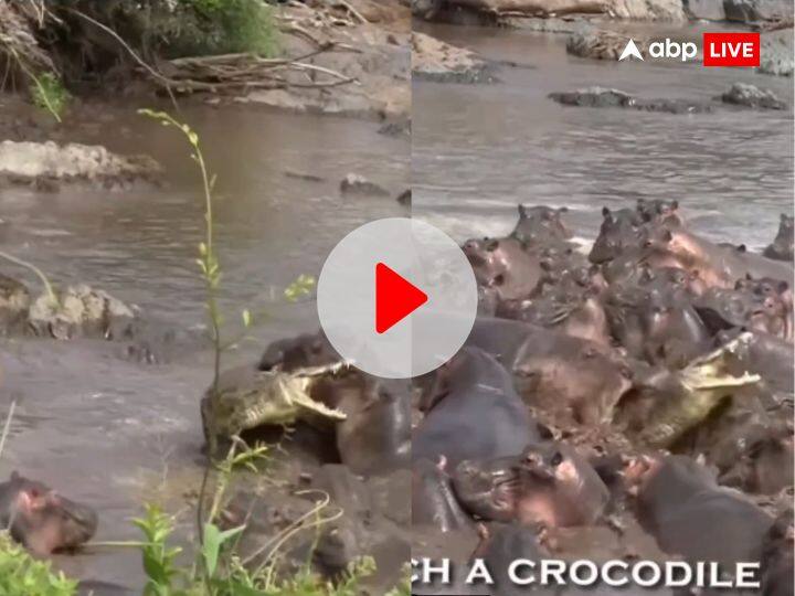 crocodile fight with many hippopotamus in water video viral on social media दरियाई घोड़े ने मगरमच्छ पर किया जोरदार हमला, गेंद की तरह उठाकर इधर-उधर लगे फेंकने, Viral VIDEO
