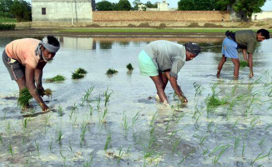 देशात यावर्षी भात लागवडीच्या (Paddy sowing) क्षेत्रात वाढ झाली आहे. कृषी मंत्रालयानं (Ministry of Agriculture) दिलेल्या माहितीनुसार भात लागवड क्षेत्रात पाच टक्क्यांची वाढ झाली आहे.