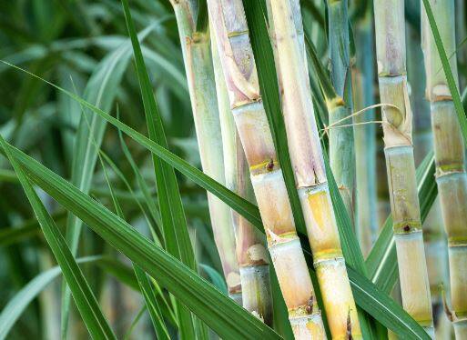 या खरीप हंगामता ऊसाच्या लागवड क्षेत्रात थोडी वाढ झाली असल्याची माहिती कृषी मंत्रालयानं दिली आहे.