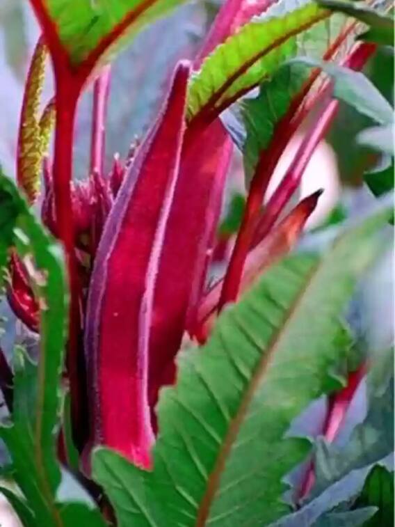 इन बीमारियों में फायदेमंद होती है लाल भिंड़ी