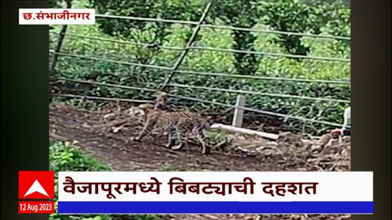 Chhatrapati Sambhajinagar Leopard : वैजापूरमध्ये बिबट्याची दहशत; शेतकऱ्यांमध्ये भीतीचं वातावरण