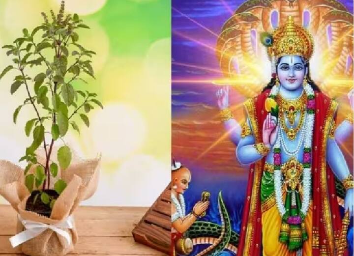 જો ઘરમાં લગાવેલો તુલસીનો છોડ અચાનક સુકાઈ જવા લાગે તો તેને વાસ્તુ દોષ અને ઘરમાં નકારાત્મક ઉર્જા માનવામાં આવે છે. એવું પણ કહેવાય છે કે જો કોઈ મૃત પક્ષી ઘરના આંગણામાં પડી જાય તો તે પણ મેલીવિદ્યાની અસર હોઈ શકે છે.