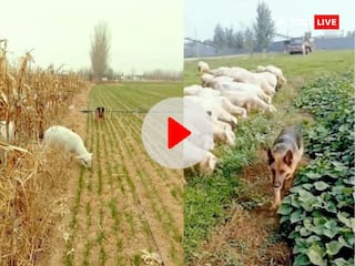 Viral Video: खेतों में घुसकर चरने वाली बकरियों के लिए काल बना यह कुत्ता, लोग बोले- इसे बॉर्डर पर भेजो