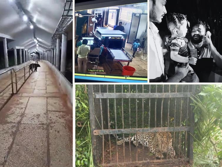 What are the measures taken if wild animals attack? Devotees questioning TTD నడక దారిలో దాడులు జరుగుతుంటే ఏం చేస్తున్నారు? టీటీడీని ప్రశ్నిస్తున్న ప్రతిపక్షాలు, భక్తులు