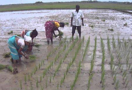 कृषी मंत्रालयानं दिलेल्या माहितीनुसार यावर्षी देशात भाताच्या लागवडीत वाढ झाली आहे.