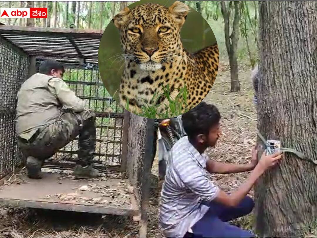 TTD forest officials set up cages to trap the leopard, After the death of the kid in Alipiri DNN TTD Alert: చిన్నారి మృతితో టీటీడీ అలర్ట్, చిరుతను బంధించేందుకు బోనులు ఏర్పాటు - ట్రాప్ కెమెరాలు ఫిక్స్