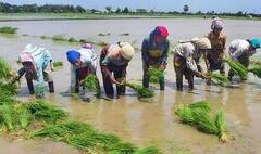 Agriculture : भातासह ऊस लागवडीत वाढ तर तेलबिया, कापूस लागवडीत घट