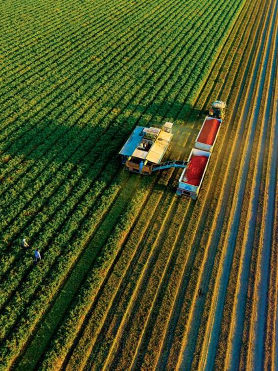 एक ही खेत में करिए मल्टी फार्मिंग,जाने कैसे