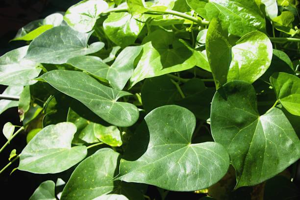 சீந்தில் உடலில் நோய் எதிர்ப்பு சக்தியை அதிகரிக்கிறது.தோல் ஆரோக்கியத்திற்கு நன்மை பயப்பதோடு கல்லீரல், சிறுநீர் பாதை மற்றும் இதய பிரச்சனைகளை நிவர்த்தி செய்கிறது.