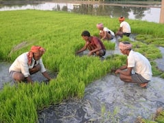 Agriculture : भातासह ऊस लागवडीत वाढ तर तेलबिया, कापूस लागवडीत घट