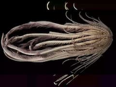 महासागर में मिला ऐसा जीव कि देखते ही कांप गए वैज्ञानिक, क्या ये दूसरे ग्रह से पृथ्वी पर आया है?