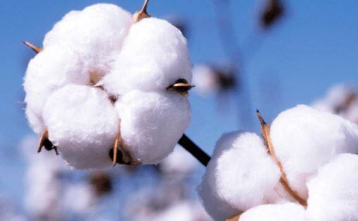 कृषी मंत्रालयानं दिलेल्या माहितीनुसार कापसाच्या लावडीत घट झाली आहे.