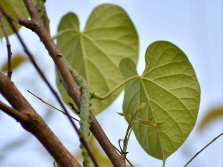 இந்த ஆயுர்வேதச் செடியை உங்கள் உணவு முறைகளில் சேர்த்துக்கொள்வது, உங்கள் உடல்நலத்திற்கு பெரிய பங்களிப்பை அளிக்கும்.