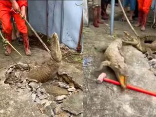 Viral Video: ਜ਼ਮੀਨ ਪਾੜ ਕੇ ਬਾਹਰ ਆਉਣ ਲੱਗੇ ਮਗਰਮੱਛ, ਦੇਖ ਕੇ ਅੱਖਾਂ 'ਤੇ ਨਹੀਂ ਹੋਵੇਗਾ ਵਿਸ਼ਵਾਸ, ਡਰਾਉਣੀ ਵੀਡੀਓ