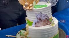 White Tiger Birthday Celebrations in Vizag Zoo : వైజాగ్ లో తెల్లపులి బర్త్డే సెలబ్రేషన్స్| DNN | ABP