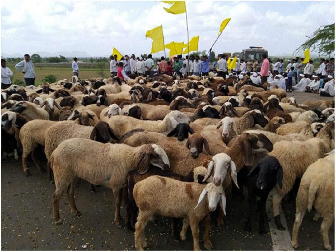 aurangabad news Sheep Insurance for One rupee Abdul Sattar big announcement पीक विम्यानंतर आता सरकार मेंढ्यांचा 1 रुपयांत विमा काढणार?; अब्दुल सत्तारांची मोठी घोषणा