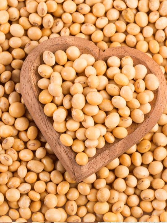 किसानों को राजा बना देगी सोयाबीन की खेती