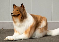 इंसान से 'कुत्ता' बनने वाले शख्स ने बताई दिल की बात, कहा- वह जानवर की तरह जीना नहीं चाहता