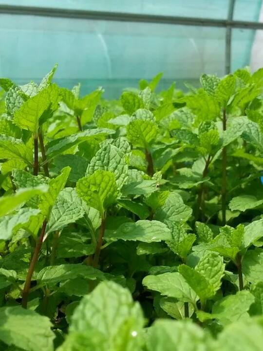 मेंथा की फसल लगाएं, तीन गुणा पैसा कमाएं