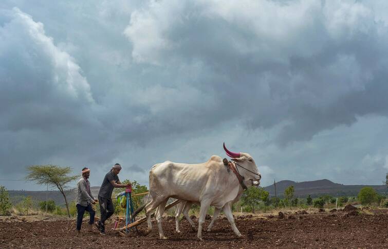 Gujarat Monsoon: 10 hours of electricity will be provided and water will be released for irrigation in these districts 12 lakh farmers will benefit Gujarat Rain: વરસાદ ખેંચાતા આ જિલ્લાઓમાં સિંચાઈ માટે 10 કલાક અપાશે વીજળી અને છોડાશે પાણી, 12 લાખ ખેડૂતોને થશે ફાયદો