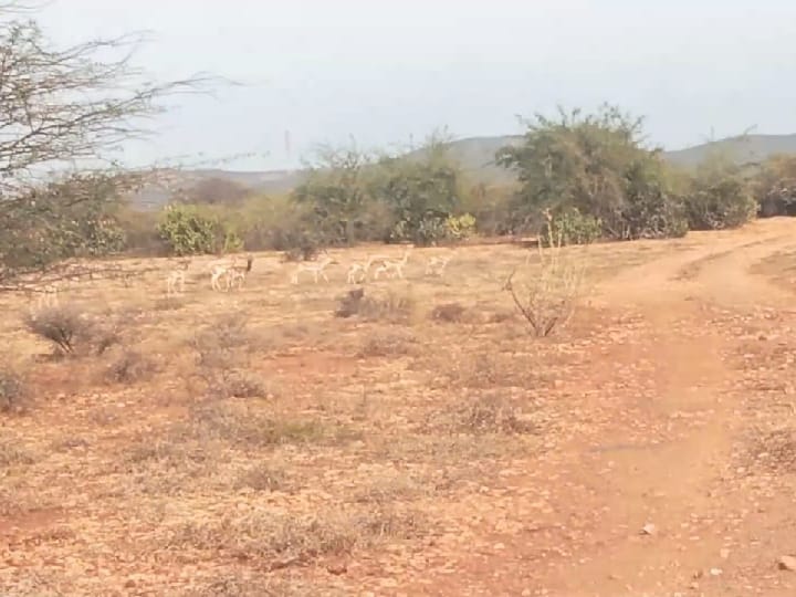 வல்லநாடு மலைப் பகுதியில்  கொட்டப்படும் சீன பீங்கான் கழிவுகள் - மான்கள் உயிரிழக்கும் அபாயம்