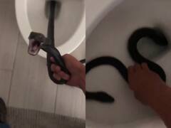 OMG! टॉयलेट करने गई महिला ने कमोड में फंसा देखा 'काला नाग', ऐसे बची जान, देखें Video