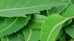 Lifestyle;ত্বকের ঔজ্জ্বল্য ফেরাতে চান? এইগুলি ব্যবহার করছেন তো?