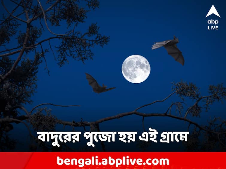 Bats are worshiped in this village in India bihar do you know Do You Know: বাদুড়ের পুজো হয় এই গ্রামে! কারণ জানলে শিউরে উঠতে হয়