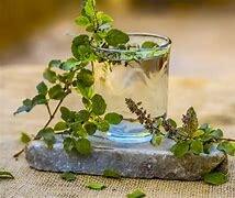 Tulsi Water Benefits : रोज तुळशीचे पाणी प्यायल्याने शरीराला मिळतात 'हे' 6 आश्चर्यकारक फायदे